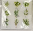 画像2: ペーパーナプキン【herb selection】 (2)